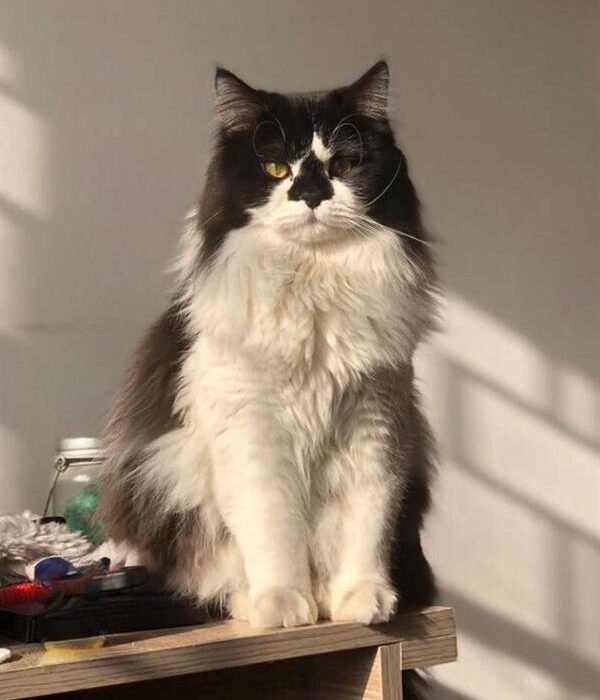 Sayılarla Boyama Seti Cool Kedi
